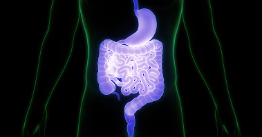 An image of the small and large intestine