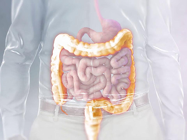 Computer illustration of a man’s torso, visible beneath his transparent shirt is a rendering of his stomach and intestine