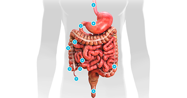 Image of the gastrointestinal tract with white plus signs in blue circles indicating where one can click to learn more about that part of the body.