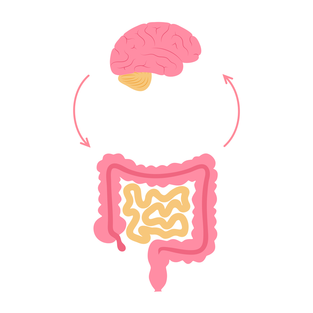 Graphic of the mind gut connection
