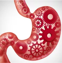 Kidney