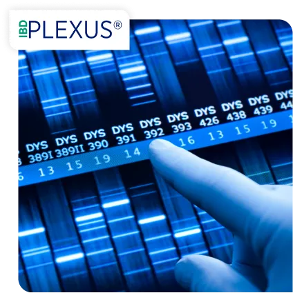 Plexus