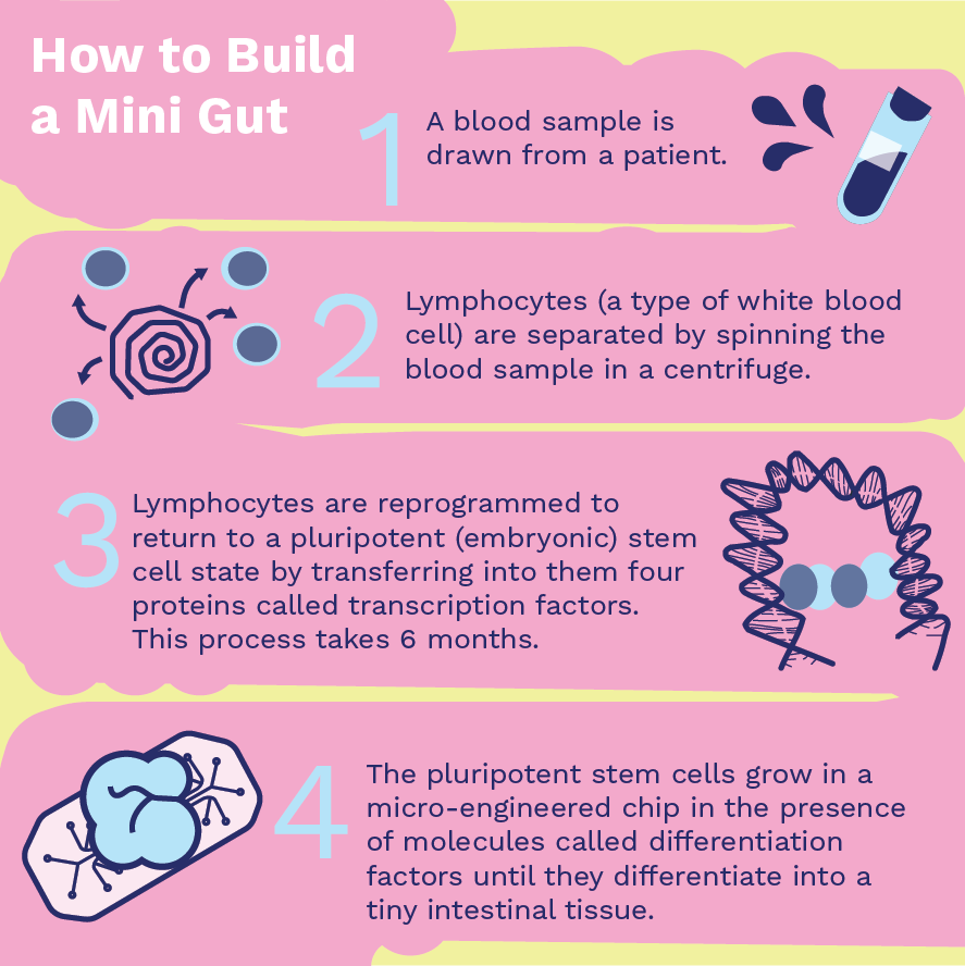 Build a Mini Gut graphic