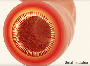 CC GI Tract